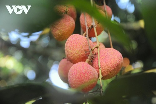 Promising lychee harvests in Thanh Ha    - ảnh 1