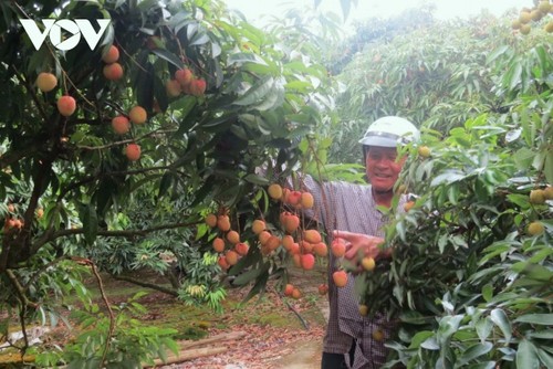 Promising lychee harvests in Thanh Ha    - ảnh 2