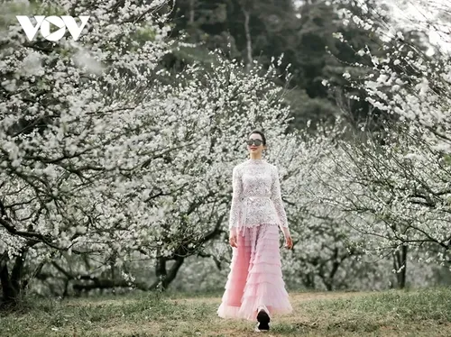 서북부 산간 지방 선라(Sơn La)성의 목쩌우(Mộc Châu) 고원에 겨울을 부르는 꽃빛 - ảnh 2