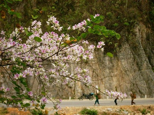 Noroeste de Vietnam, sitio recomendable para fines de año - ảnh 1