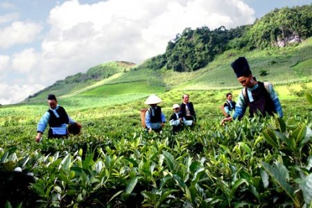 Moc Chau, destino atrayente para viajeros - ảnh 3