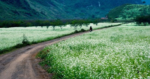 Moc Chau, destino atrayente para viajeros - ảnh 1