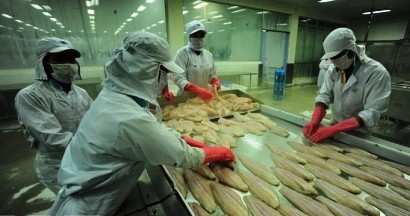 Conecta Asociación vietnamita de Pangasius con la sustentabilidad - ảnh 2