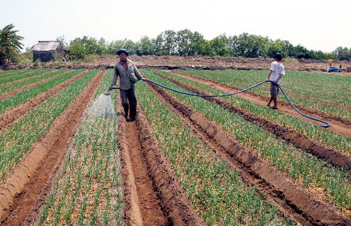 Nuevas transformaciones en áreas campestres de Soc Trang - ảnh 1