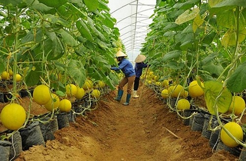 Binh Duong desarrolla una cadena de consumo de productos agrícolas - ảnh 1