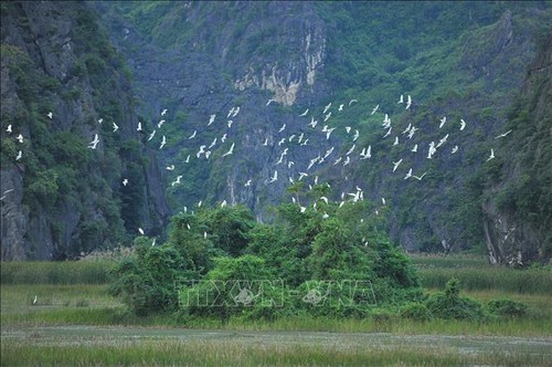 Vietnam fortalece la conservación y el uso sostenible de humedales - ảnh 1