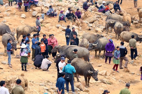 Can Cau, el mercado de búfalos más grande del noroeste de Vietnam - ảnh 1