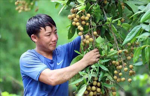 Llevan el longan vietnamita al mundo - ảnh 2