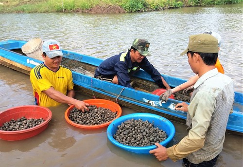 Agricultores de Ca Mau se enriquecen gracias a los berberechos de sangre - ảnh 1