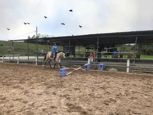 Hanoi Pony Club, un destino ideal para los amantes de los caballos - ảnh 3