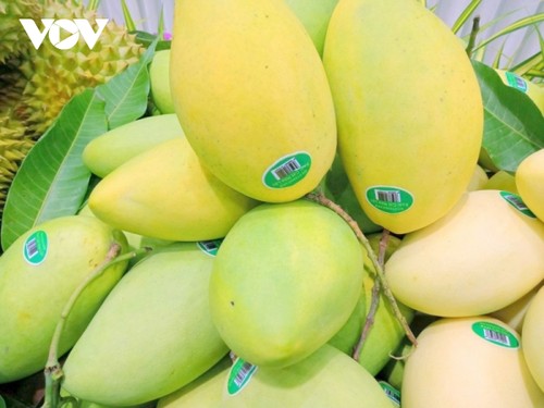 Kien Giang empeñado en innovar la cadena de valor del cultivo de arroz y mango - ảnh 2