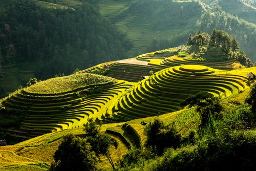 El arte de embellecer​ terrazas de arroz en Mu Cang Chai - ảnh 2