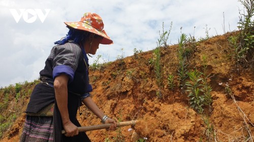 El arte de embellecer​ terrazas de arroz en Mu Cang Chai - ảnh 1