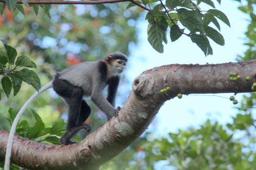 Reserva Mundial de la Biosfera Nui Chua, una nueva atracción turística de Vietnam - ảnh 2