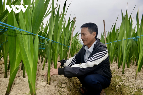 El Tet anticipado en las aldeas de flores de Binh Khe - ảnh 1