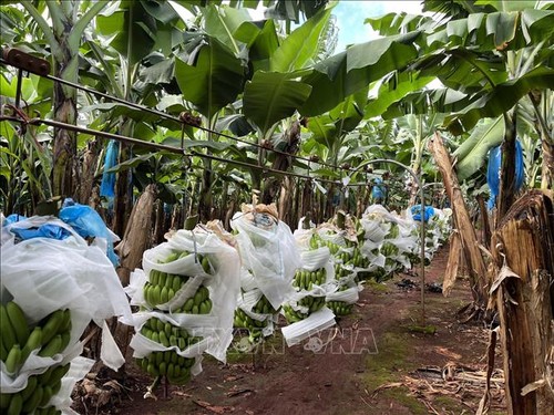 Vietnam acelera promoción comercial y presentación de productos agrícolas orgánicos en Australia - ảnh 1