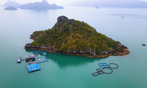 Quang Ninh impulsa una acuicultura resiliente frente a los desastres naturales - ảnh 2