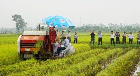 ส่งเสริมการใช้เครื่องจักรกลการเกษตรในการปลูกข้าวในเขตที่ราบลุ่มแม่น้ำโขง - ảnh 1