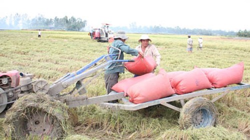 ประสิทธิภาพด้านเศรษฐกิจจากทุ่งนาขนาดใหญ่ในเขตเขาของจังหวัดเอียนบ๊าย - ảnh 2