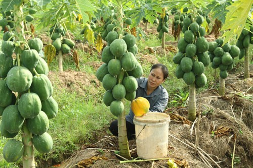 ฮานอยเป็นท้องถิ่นนำหน้าของประเทศในการสร้างสรรค์ชนบทใหม่ - ảnh 1