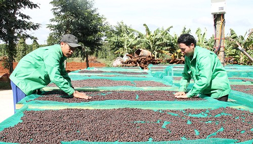 ยกระดับคุณค่าต้นกาแฟและพัฒนาเขตเศรษฐกิจเตยเงวียน - ảnh 2