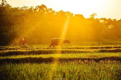 งานนิทรรศการการกุศล “ขบวนการนำแสงสว่าง” ดึงดูดผู้เข้าชมเป็นจำนวนมาก - ảnh 11