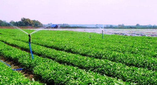 เกษตรกรฮานอยเชื่อมโยงการจำหน่ายสินค้าการเกษตรในช่วงเกิดการแพร่ระบาดของโรคโควิด-19 - ảnh 2