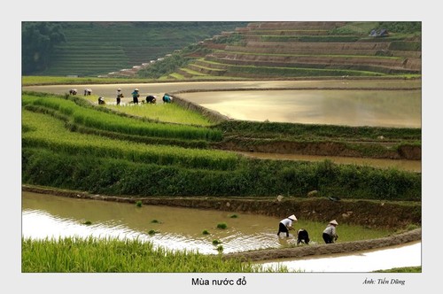 ความงามของเขตตะวันตกเฉียงเหนือในช่วงเตรียมปลูกข้าว - ảnh 4