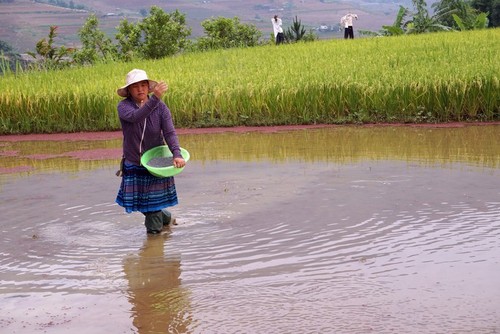 ความงามของเขตตะวันตกเฉียงเหนือในช่วงเตรียมปลูกข้าว - ảnh 6