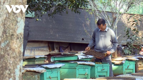 เกษตรกรตำบลฝงล้าย จังหวัดเซินลา สร้างเนื้อสร้างตัวจากการเลี้ยงผึ้งตามห่วงโซ่การเชื่อมโยง - ảnh 1