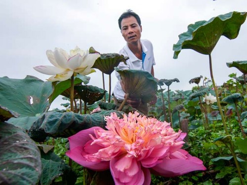 Dracontomelons and lotus – summer specialties in Hanoi - ảnh 5