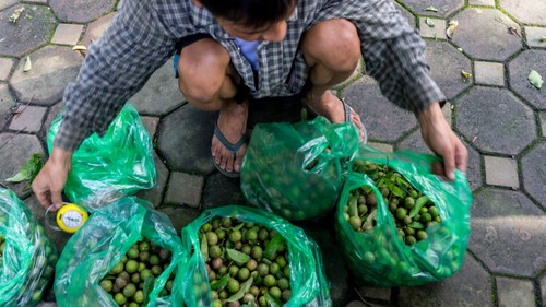 Dracontomelons and lotus – summer specialties in Hanoi - ảnh 3