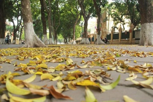 Dracontomelons and lotus – summer specialties in Hanoi - ảnh 1