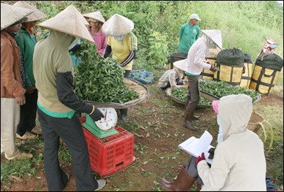 Das Grünteepflanzen in der Gemeinde Bao Loc - ảnh 10