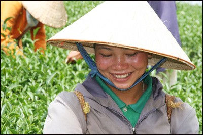 Das Grünteepflanzen in der Gemeinde Bao Loc - ảnh 12