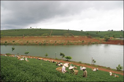 Das Grünteepflanzen in der Gemeinde Bao Loc - ảnh 2