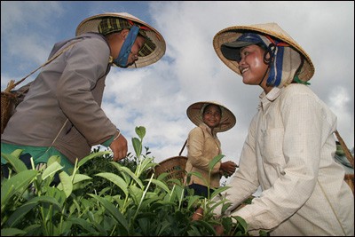 Das Grünteepflanzen in der Gemeinde Bao Loc - ảnh 6