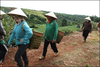 Das Grünteepflanzen in der Gemeinde Bao Loc - ảnh 9