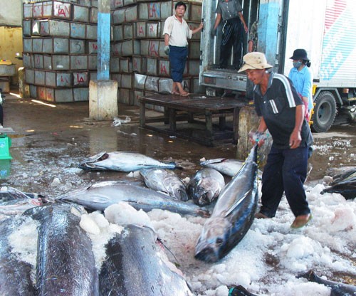 Seminar über die Regulierung des Thunfischfangs in Vietnam - ảnh 1