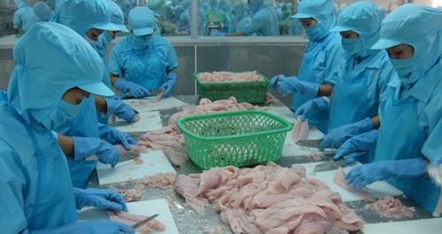 Absurde Dumpingpreiszölle der USA gegen Pangasius aus Vietnam - ảnh 1