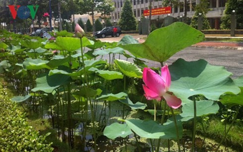 Dong Thap - Gelände der Lotosblumen - ảnh 2