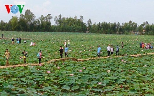 Dong Thap - Gelände der Lotosblumen - ảnh 1