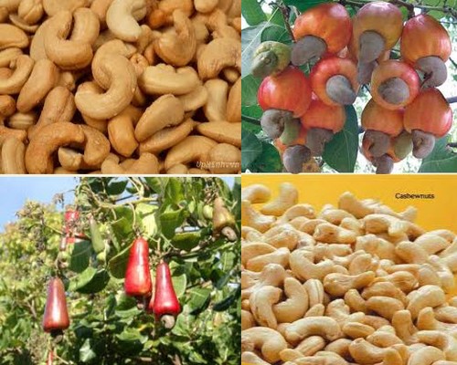 Export von Cashewnüssen steigt, gutes Signal für vietnamesische Landwirtschaftsprodukte - ảnh 1