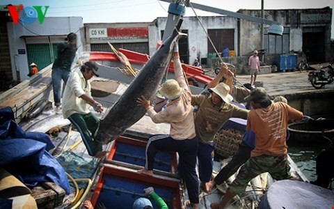 Modelle über Verbindungskette: den Wert der Landwirtschaftsproduktion erhöhen - ảnh 1