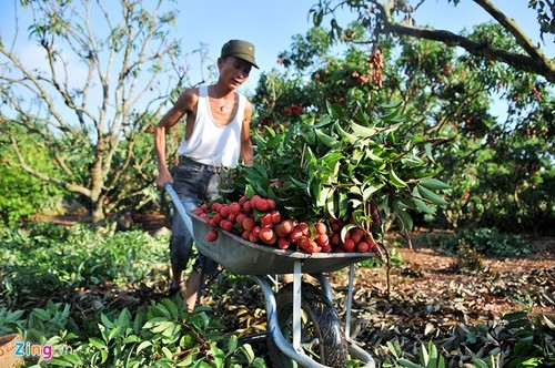 Geografische Herkunftsbezeichnungen und Exportchancen in die EU - ảnh 1