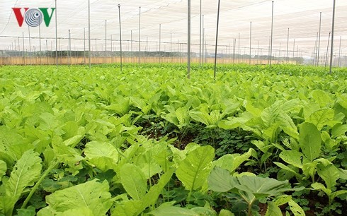 Entwicklung der Hightech-Landwirtschaft – Probleme und Lösungen - ảnh 1