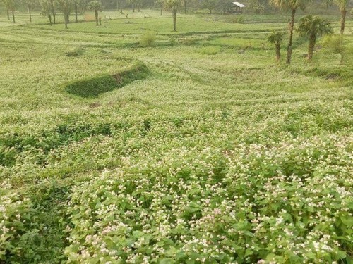 Dorf Ten – Das Tourismusdorf der ethnischen Minderheit Mong - ảnh 1