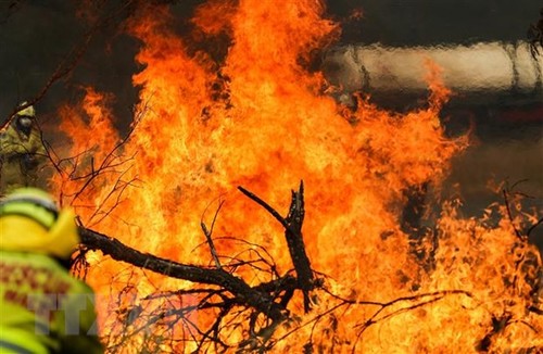 Australien gibt mehr als 30 Millionen US-Dollar für Rettung von Wildtieren und Umwelt aus - ảnh 1