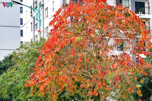 Die romanische Schönheit der Stadt Hanoi in der Zeit, in der Bäume ihre Blätter wechseln - ảnh 2