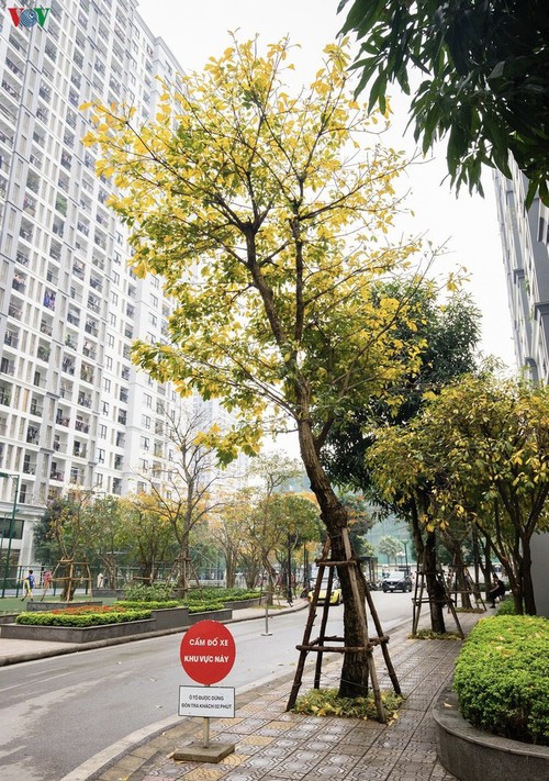 Die romanische Schönheit der Stadt Hanoi in der Zeit, in der Bäume ihre Blätter wechseln - ảnh 5